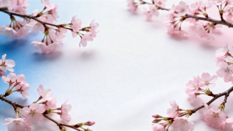 樱花绽放春意浓图片