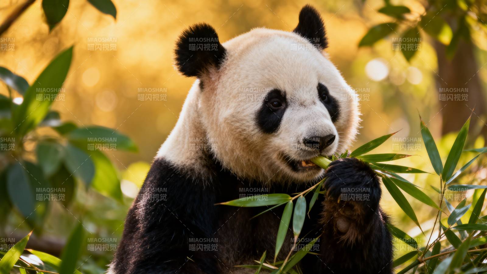 熊猫啃竹叶图片