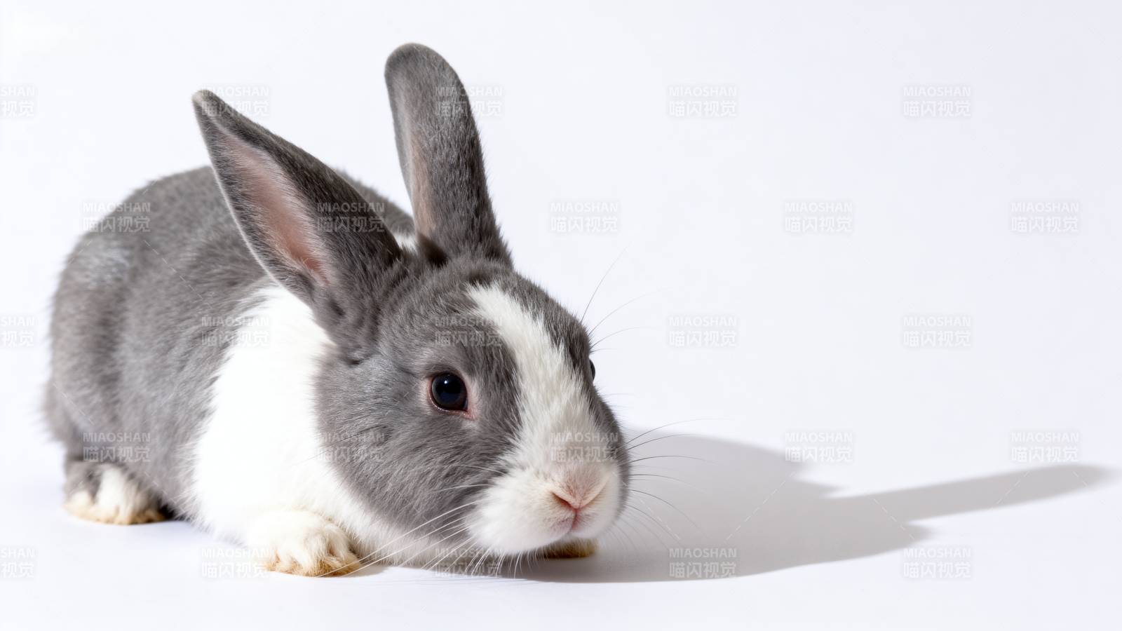 灰白兔静卧图图片