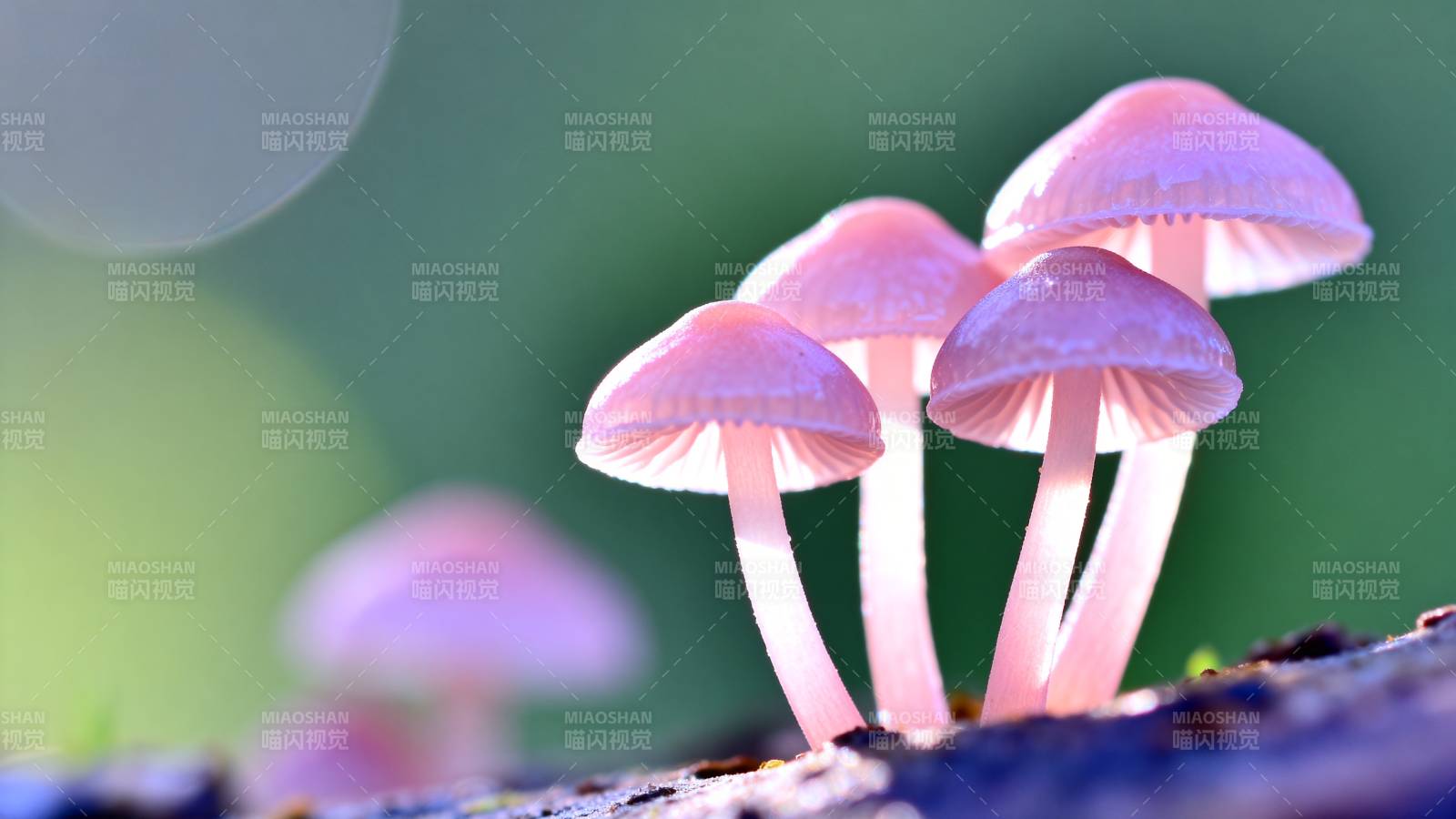 粉红小菇静谧生长图片