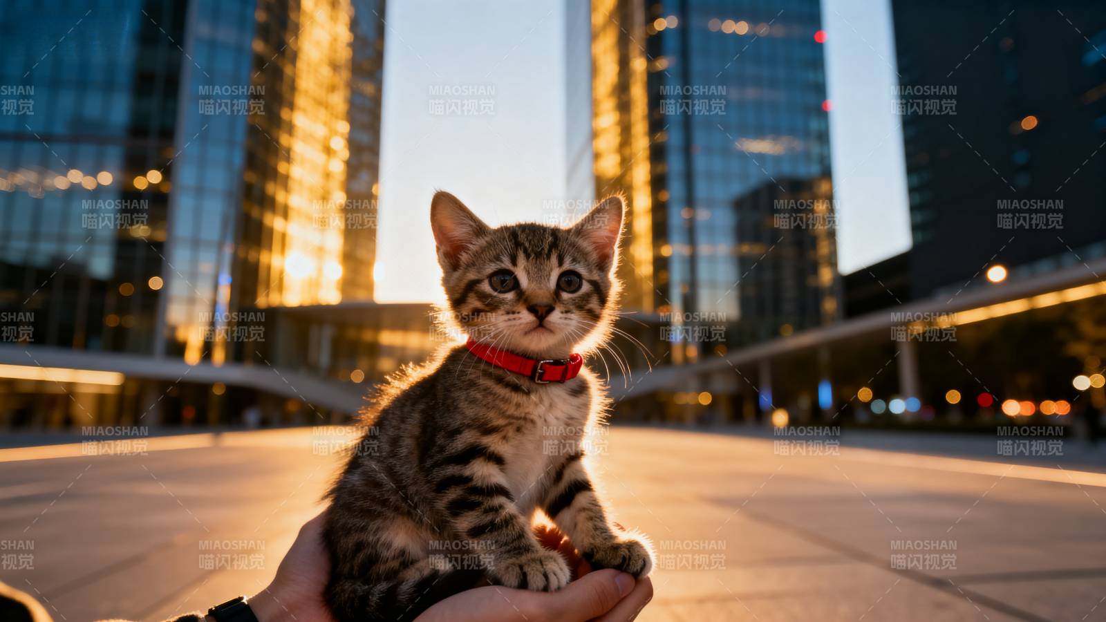 城市小猫的黄昏时光图片