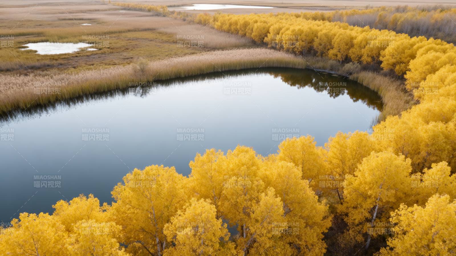 秋林映水 金黄如画图片