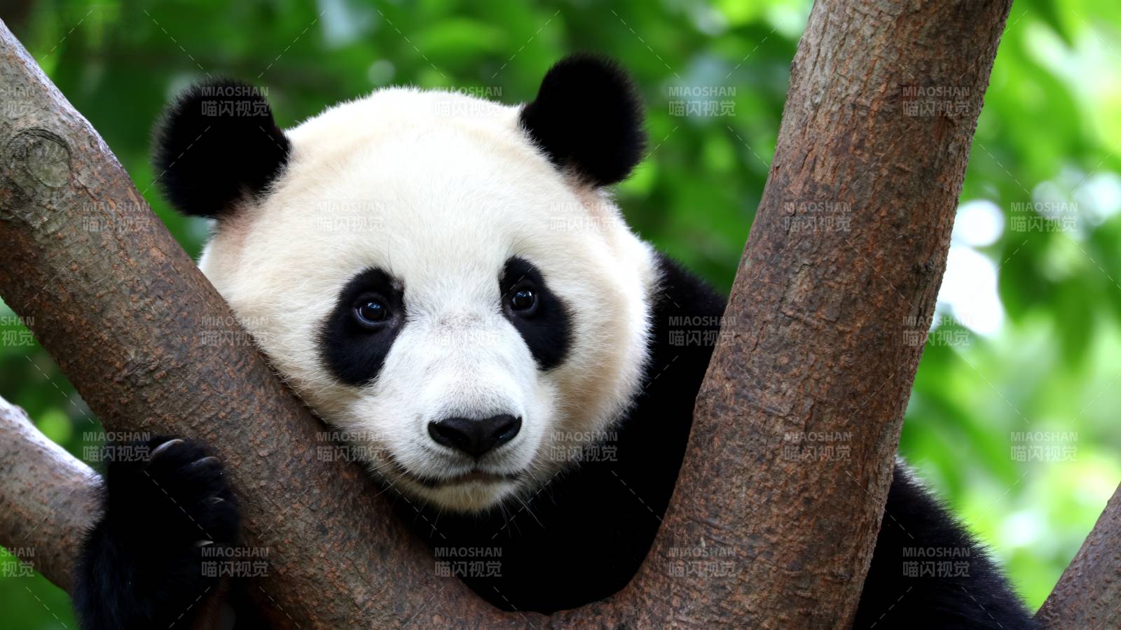 熊猫树上休憩图片