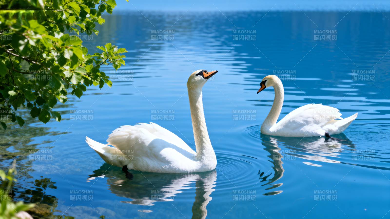 湖上双天鹅图片