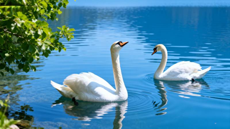 湖上双天鹅图片
