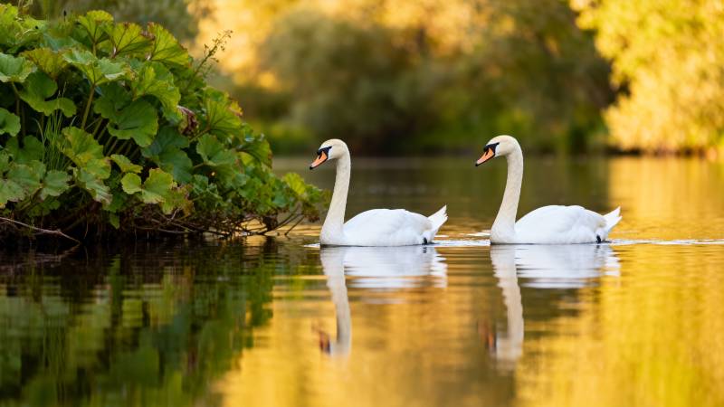 湖畔双天鹅图片