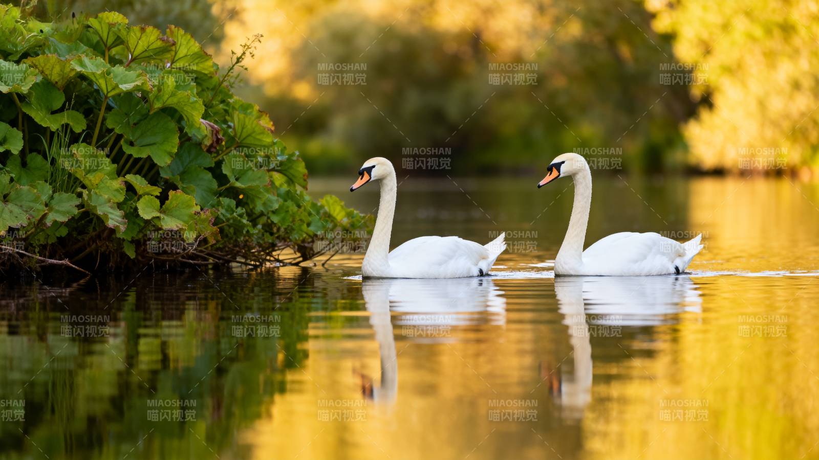 湖畔双天鹅图片