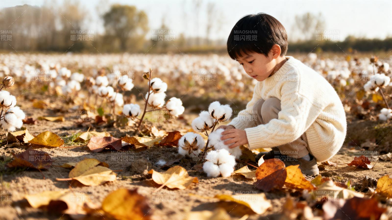 童趣棉田秋色图片