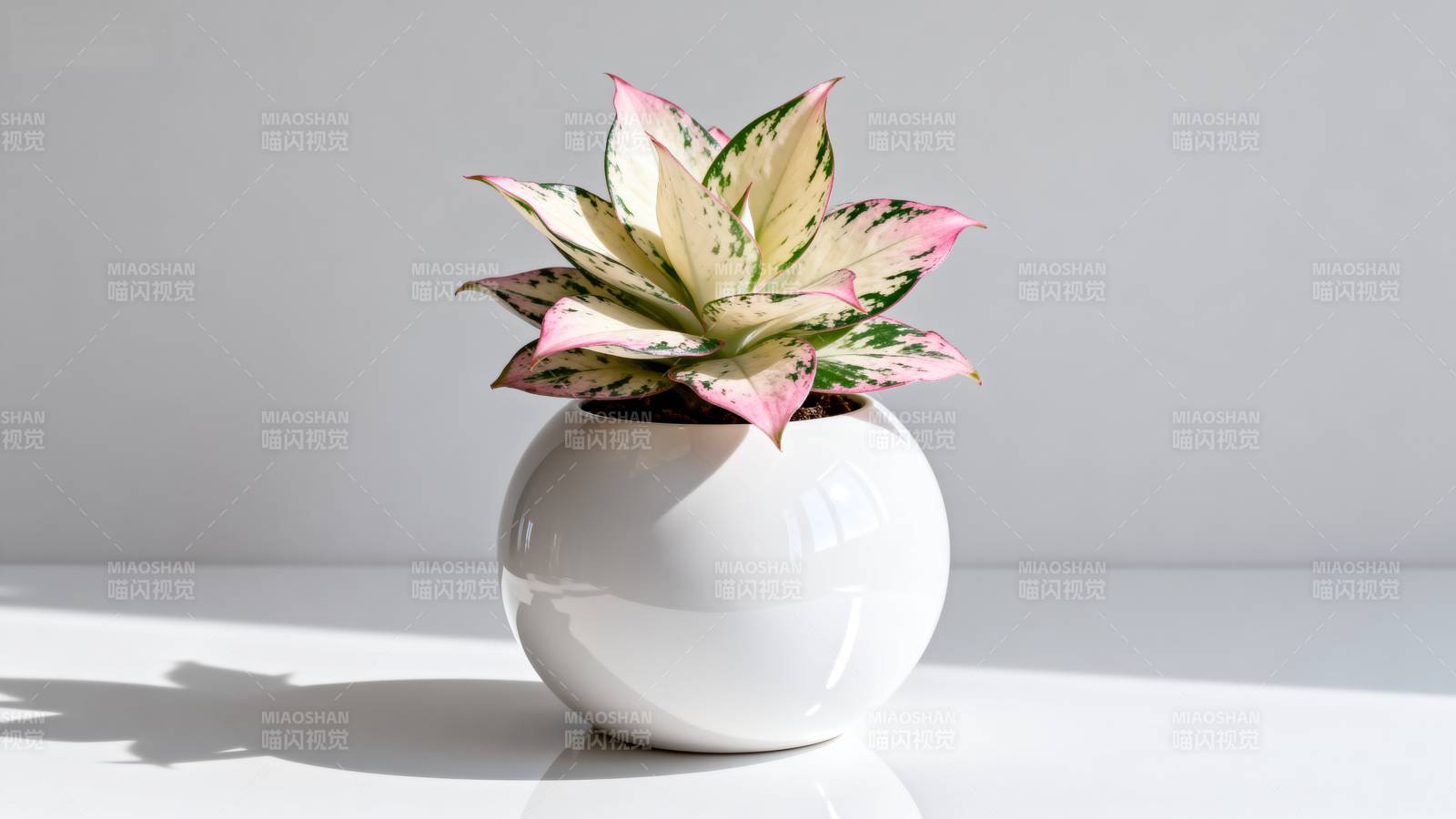 粉叶多肉盆栽图片