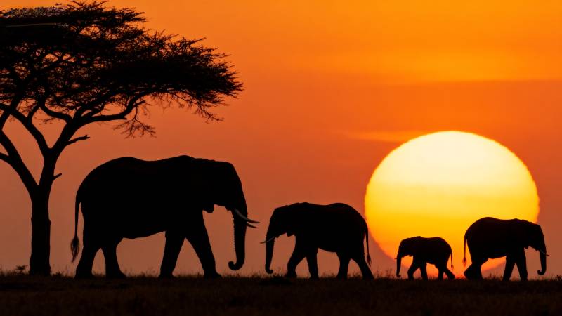 夕阳下的象群剪影图片