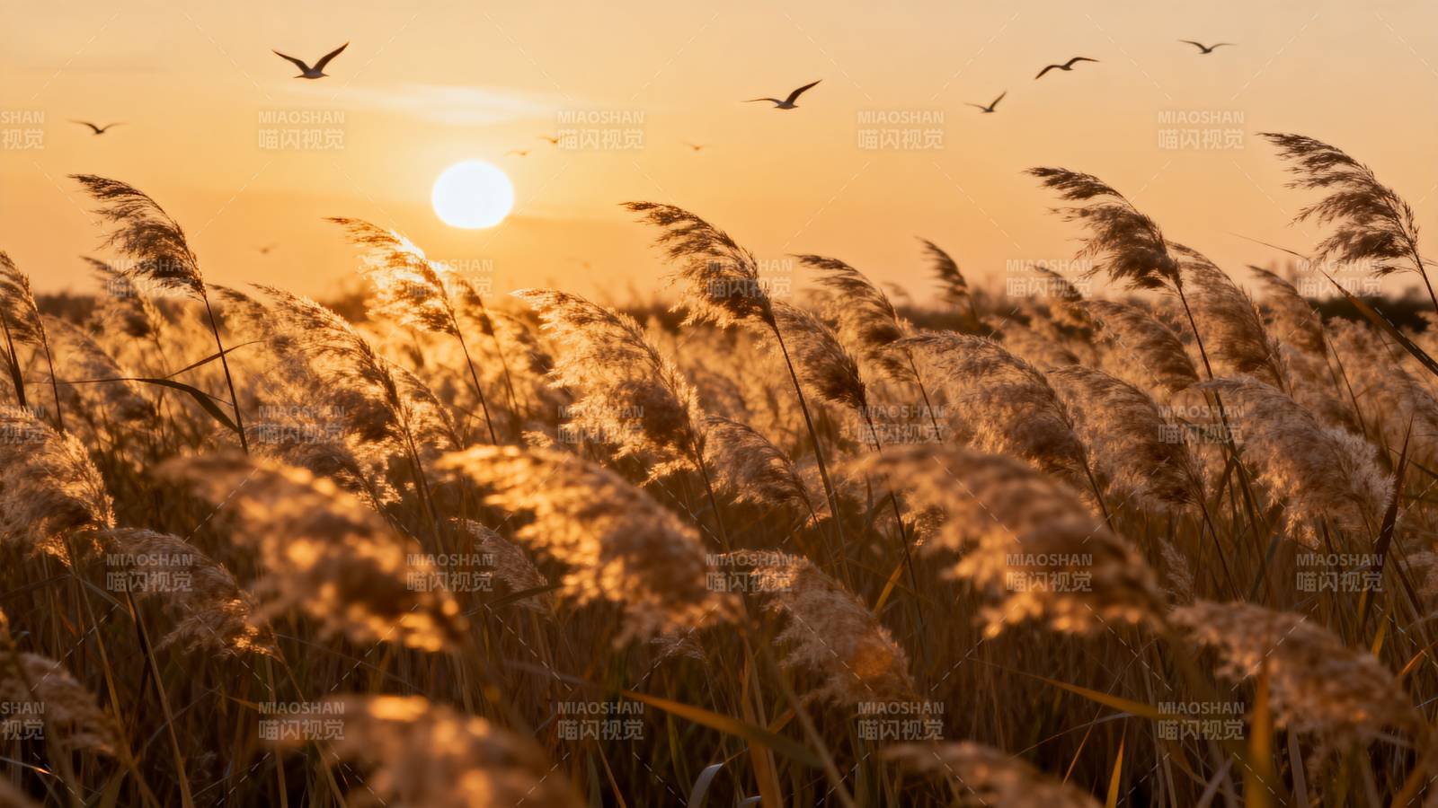 夕阳芦苇飞鸟图片