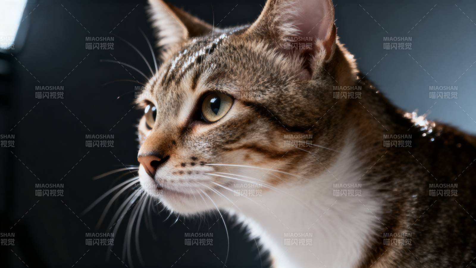 虎斑猫侧脸特写图片