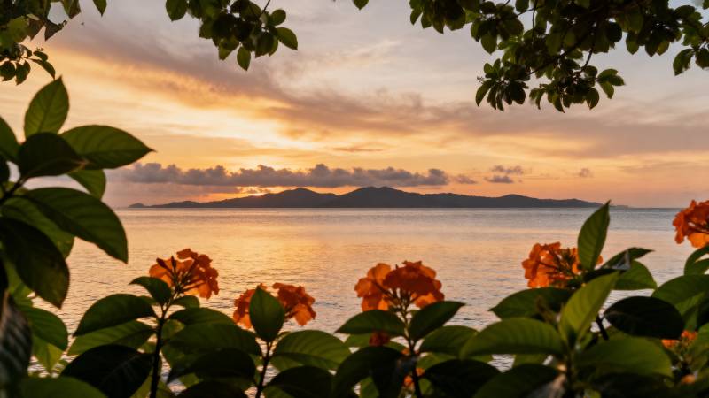 夕阳海景花影图片