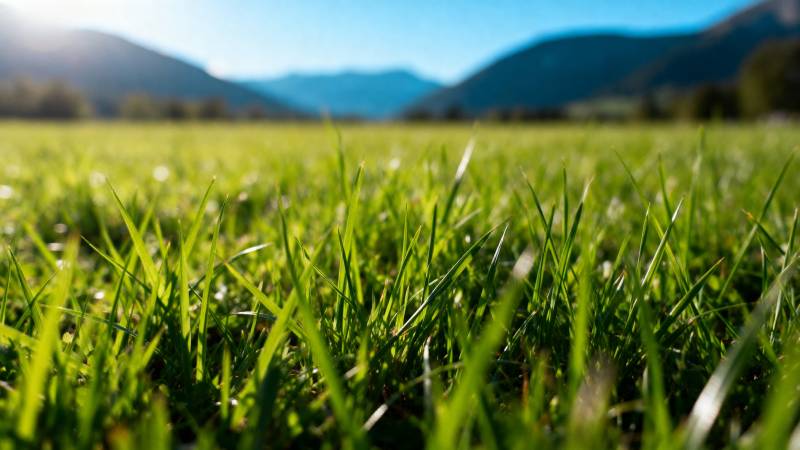 绿草如茵山景图片