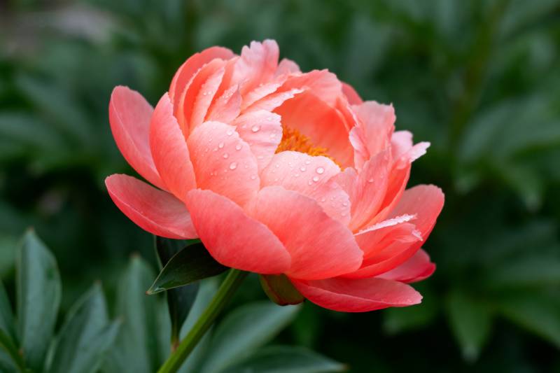 粉红牡丹绽放图片