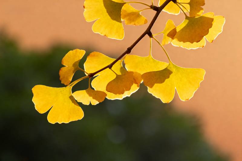 银杏叶黄秋意浓图片