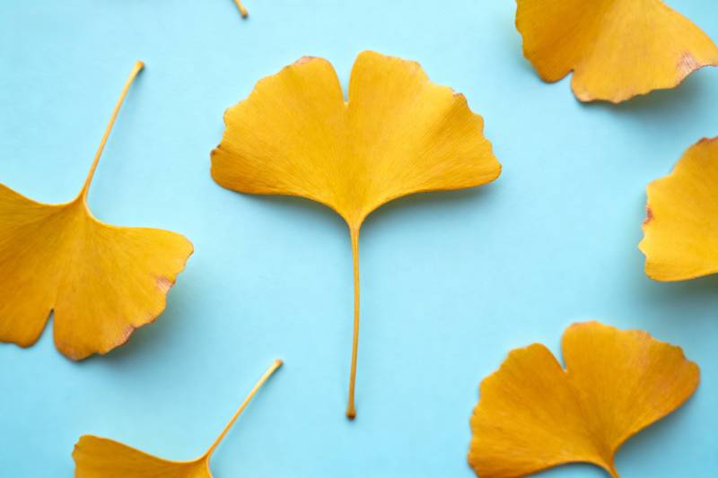 银杏叶秋色图片