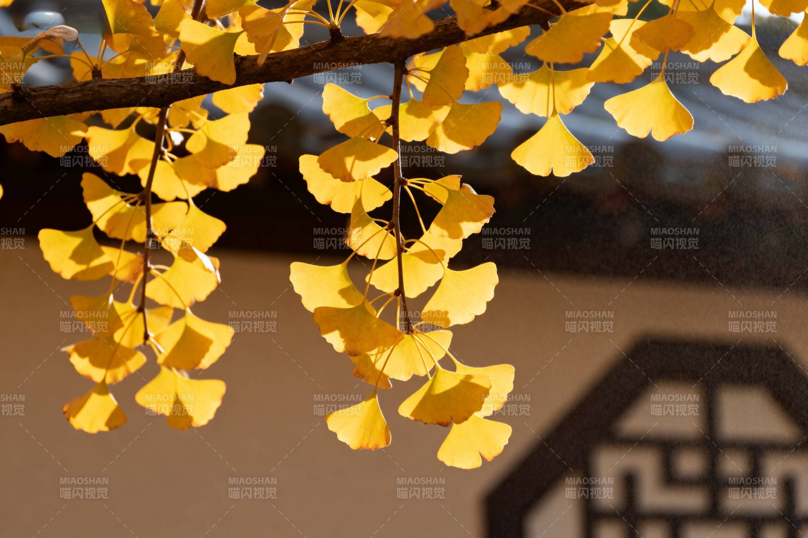 银杏叶黄秋意浓图片