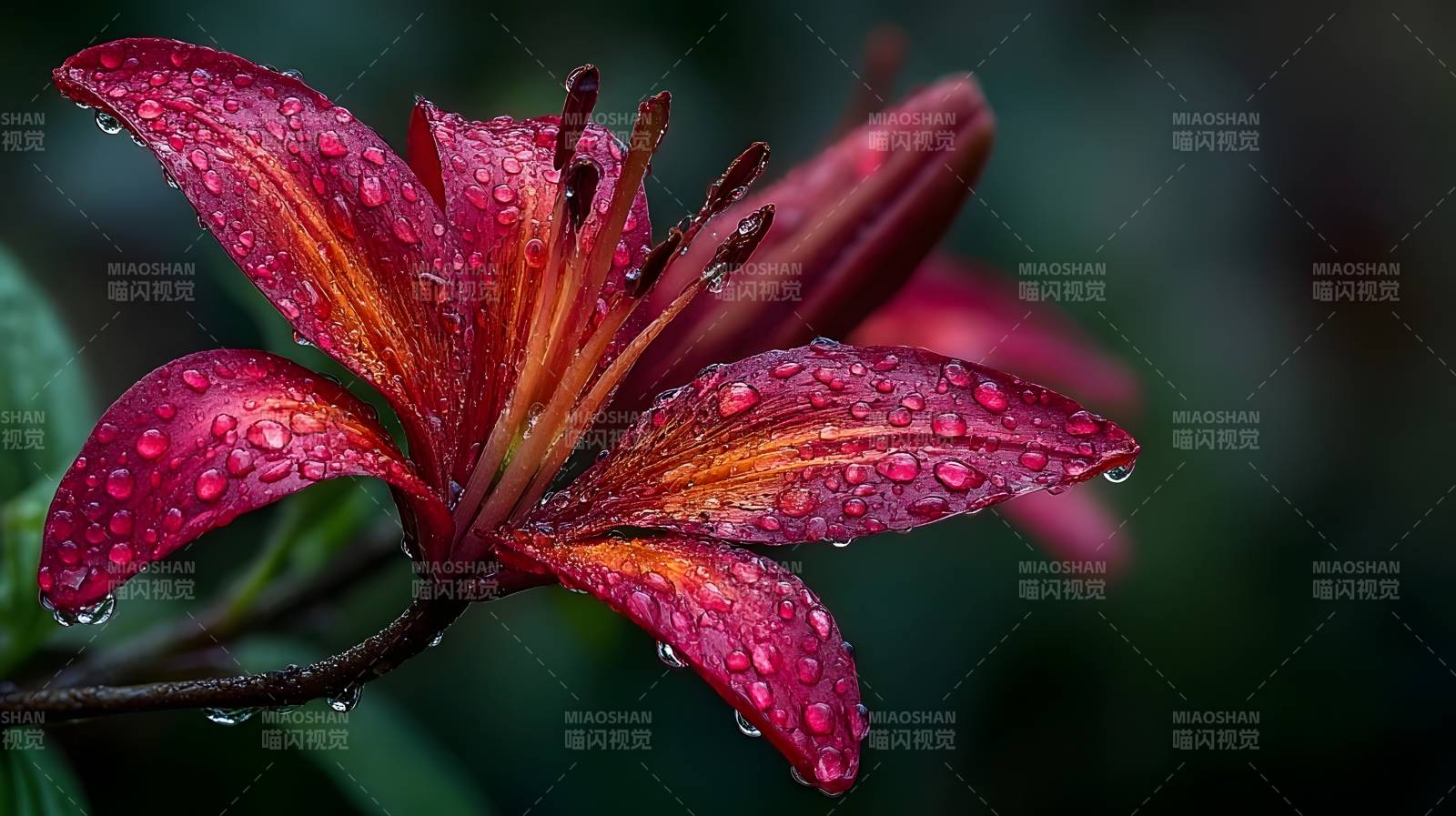 雨后红花绽放图片