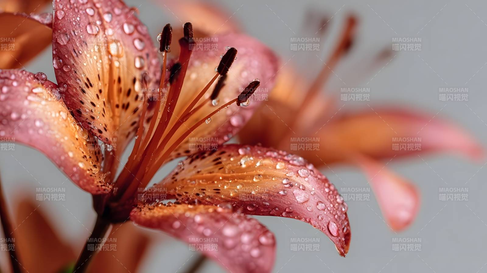 雨露中的橙色百合图片