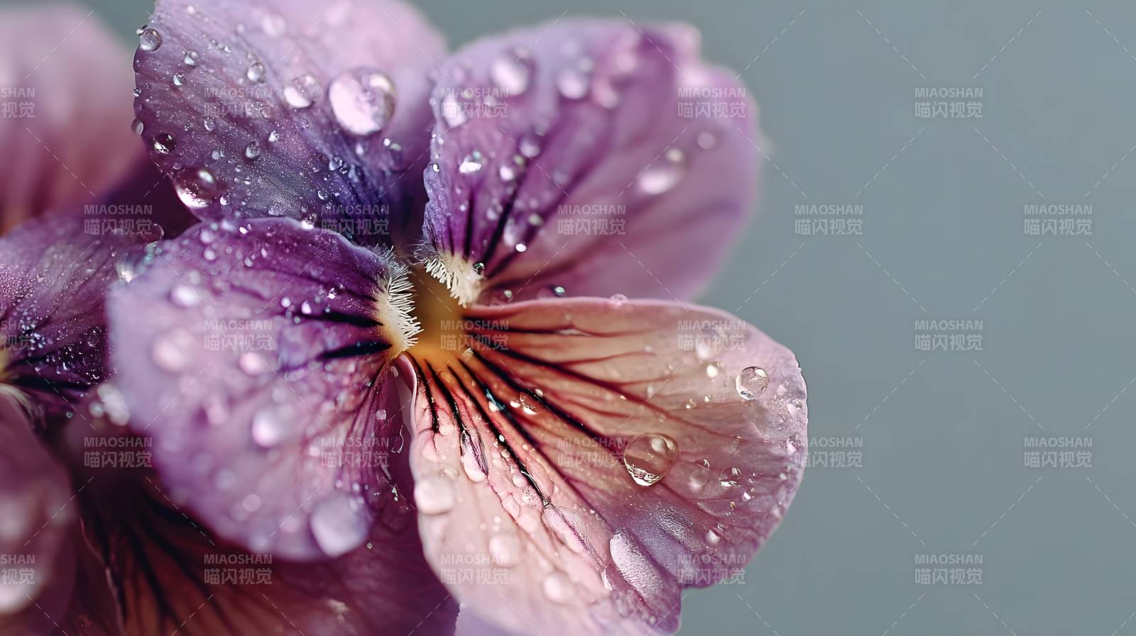 紫罗兰上的露珠图片