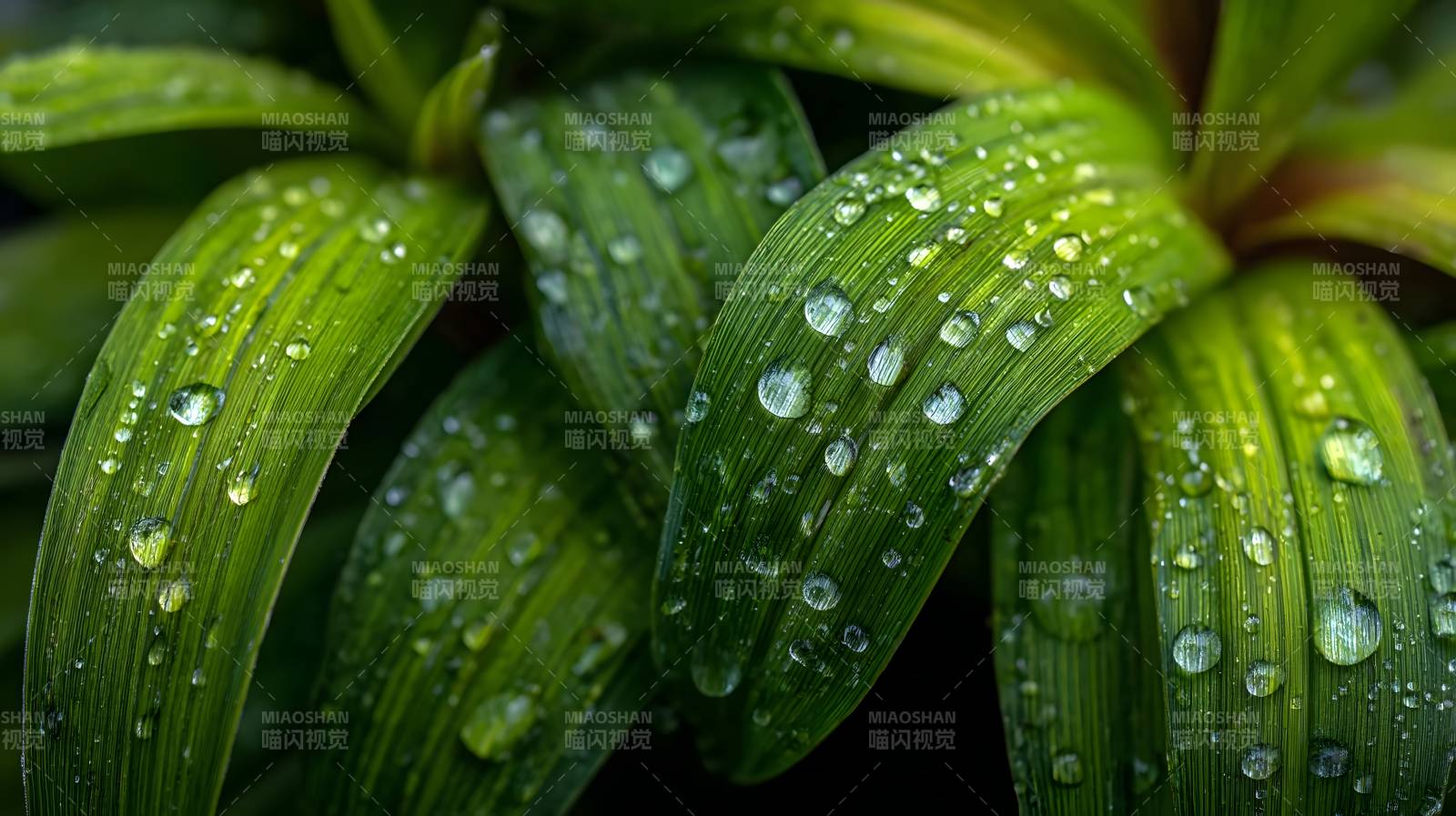 露珠点缀绿叶图片