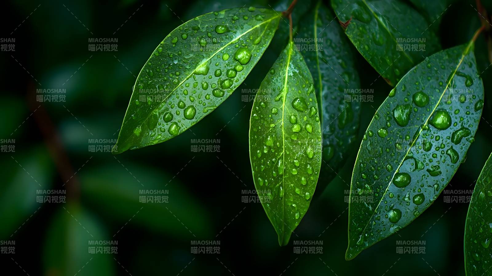 雨后绿叶晶莹图片