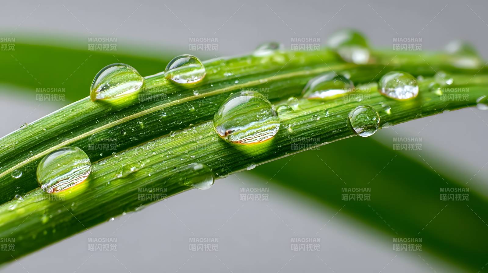 露珠叶上晶莹图片