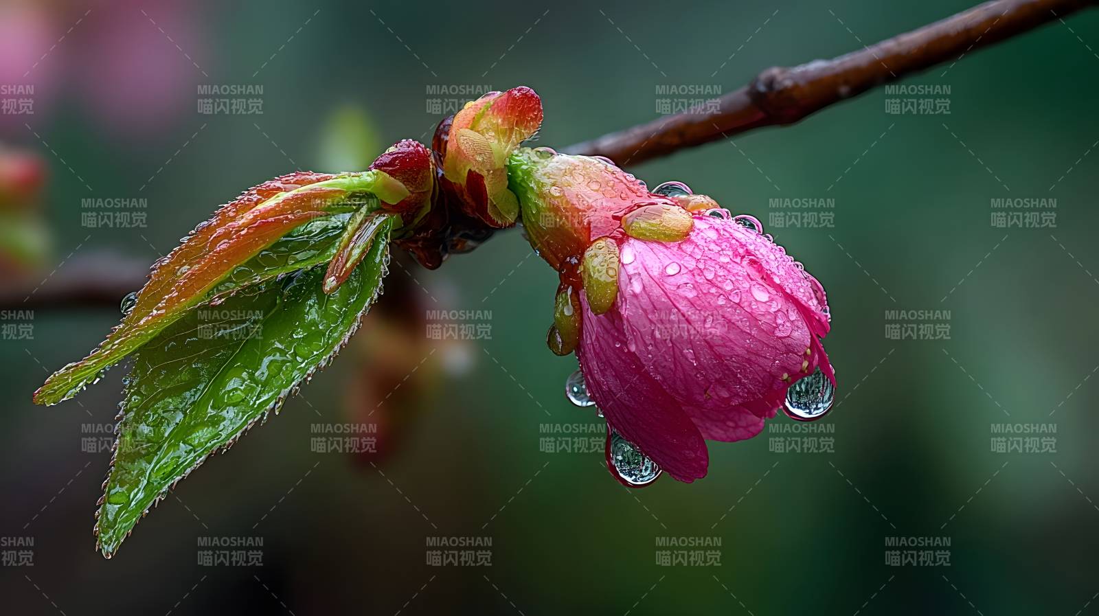 雨后樱花绽放图片