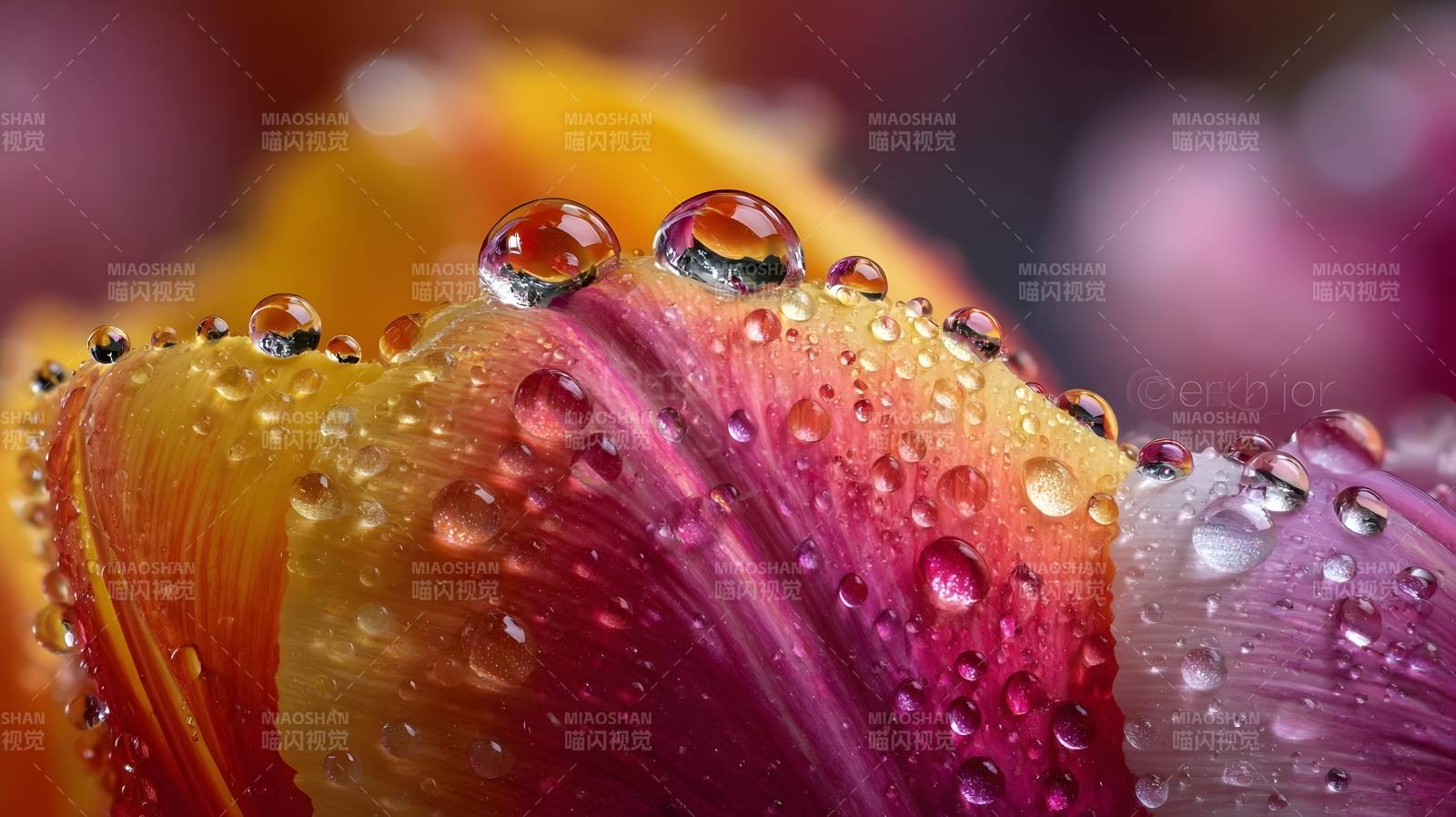 露珠映花色图片