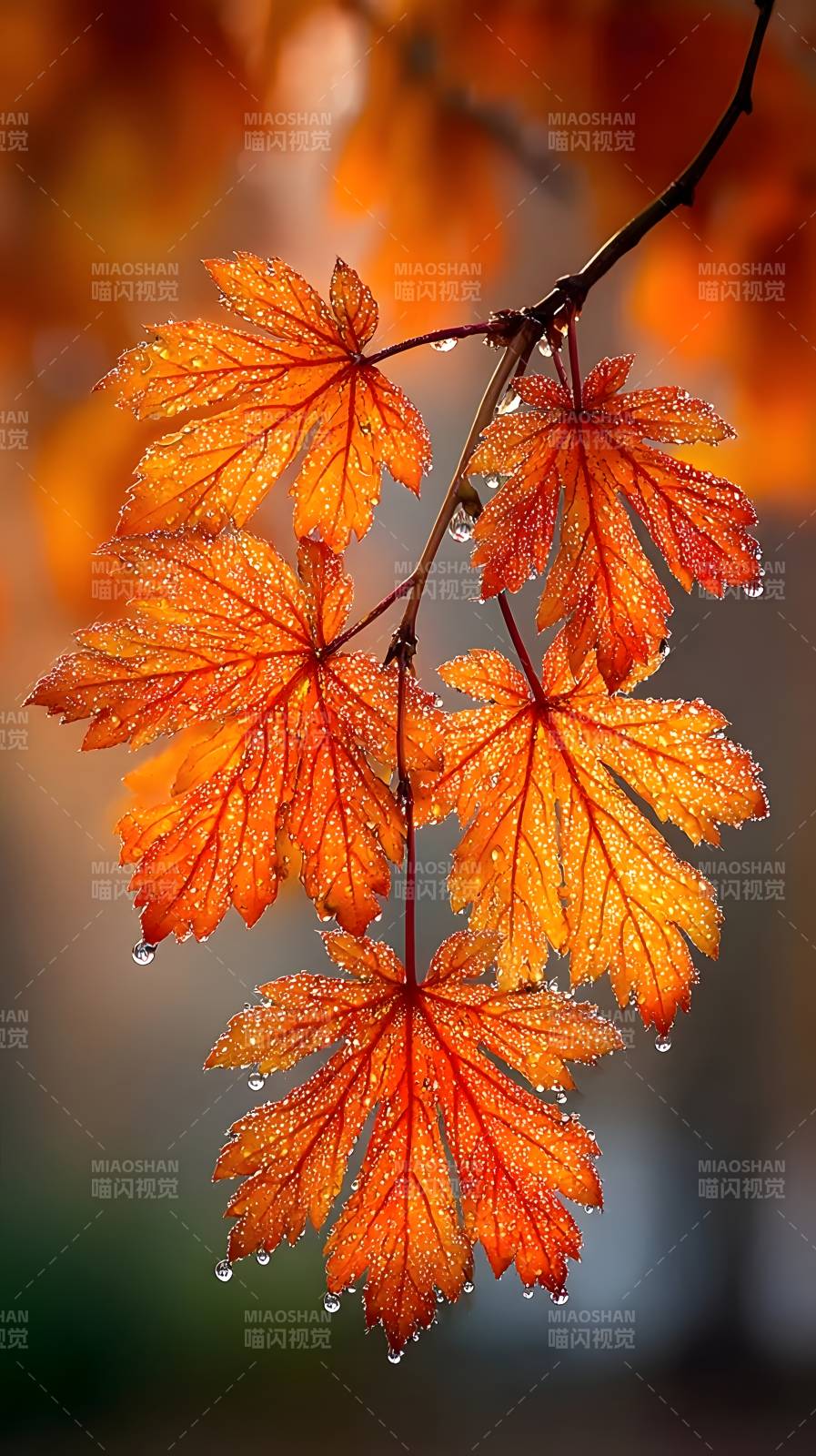 秋叶滴露图片