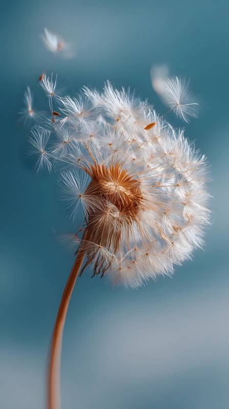 蒲公英随风飘散图片