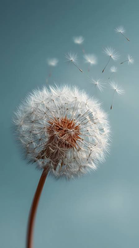 蒲公英随风飘散图片