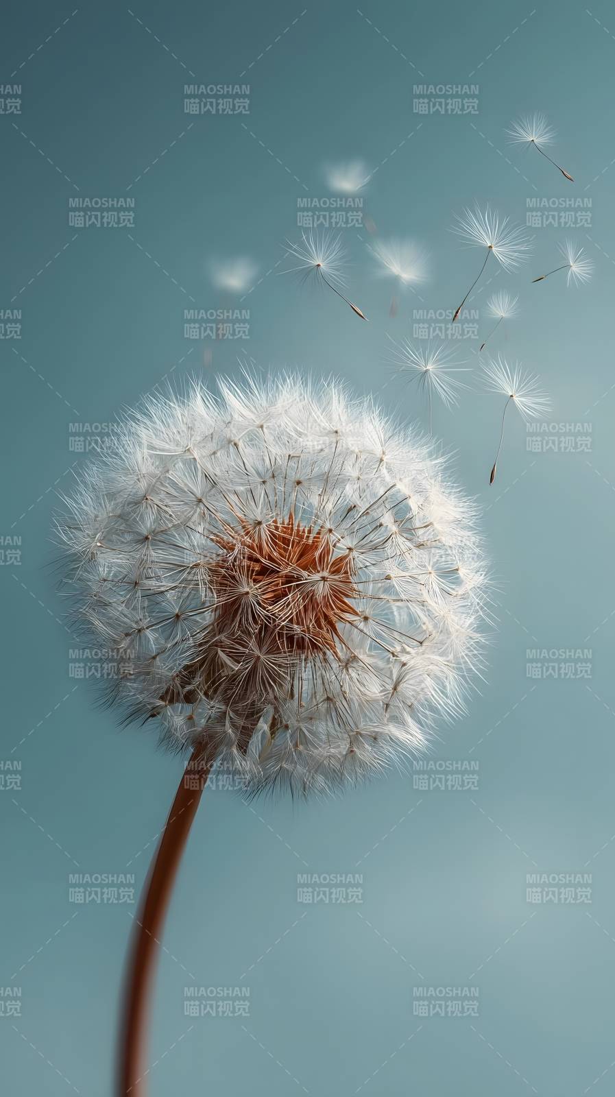 蒲公英随风飘散图片