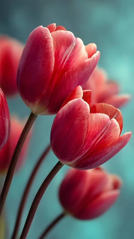 粉红郁金香绽放图片