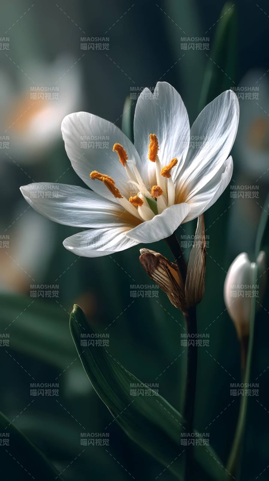 白花绽放 春意盎然图片