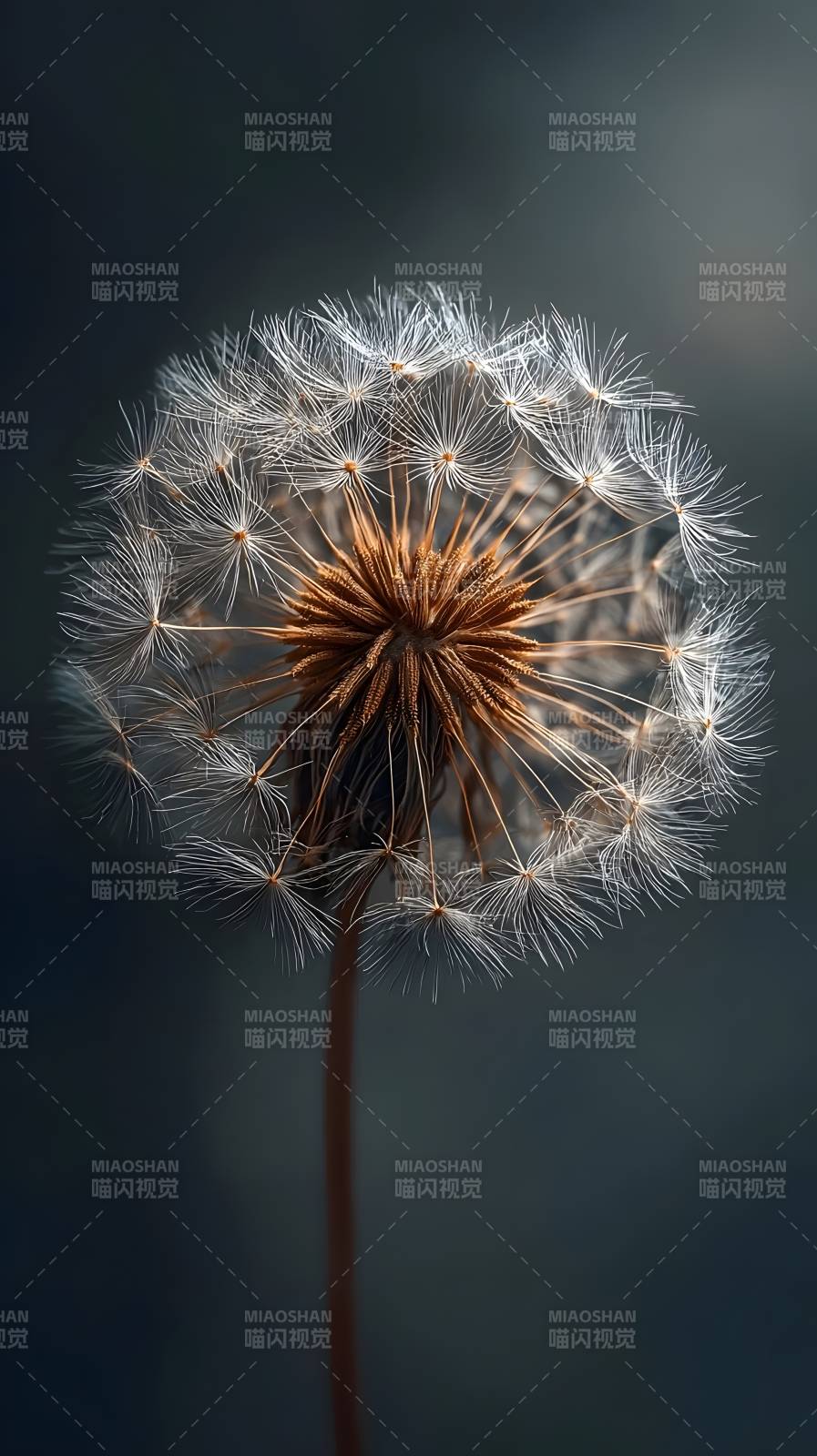 蒲公英的轻盈瞬间图片