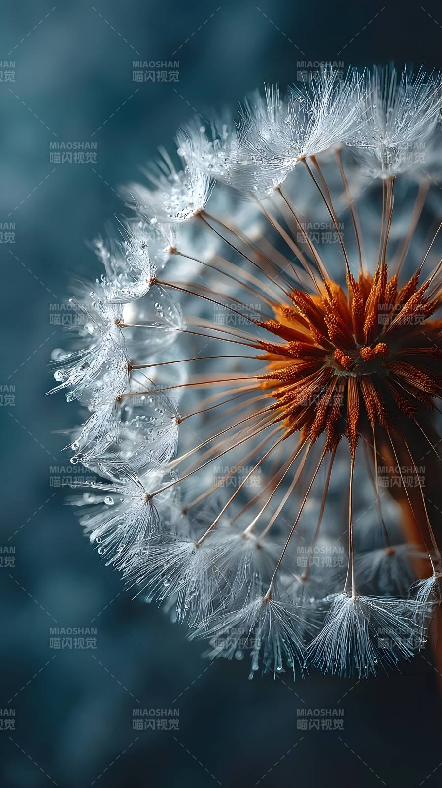 蒲公英的轻盈瞬间图片