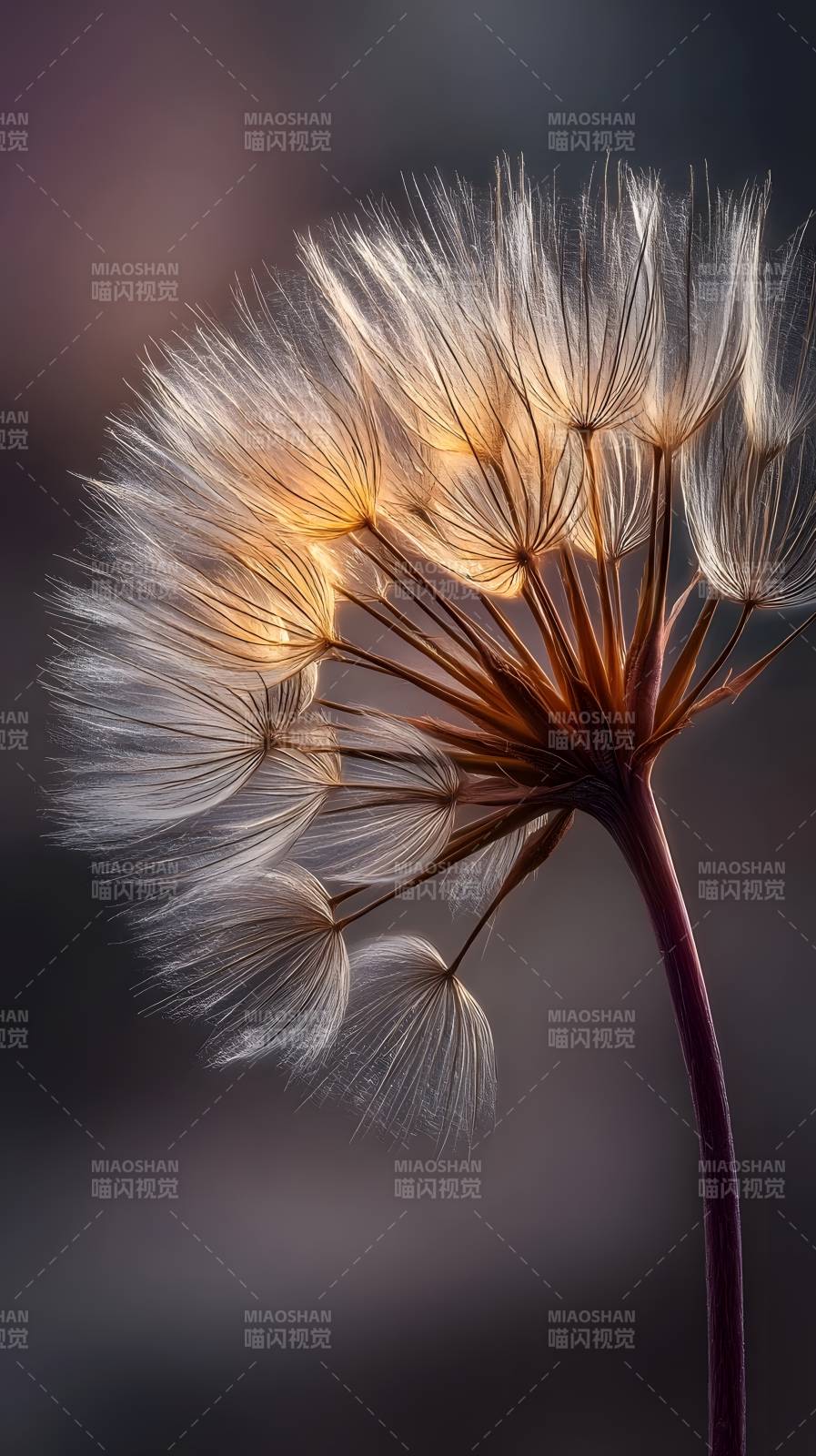 蒲公英的轻盈瞬间图片