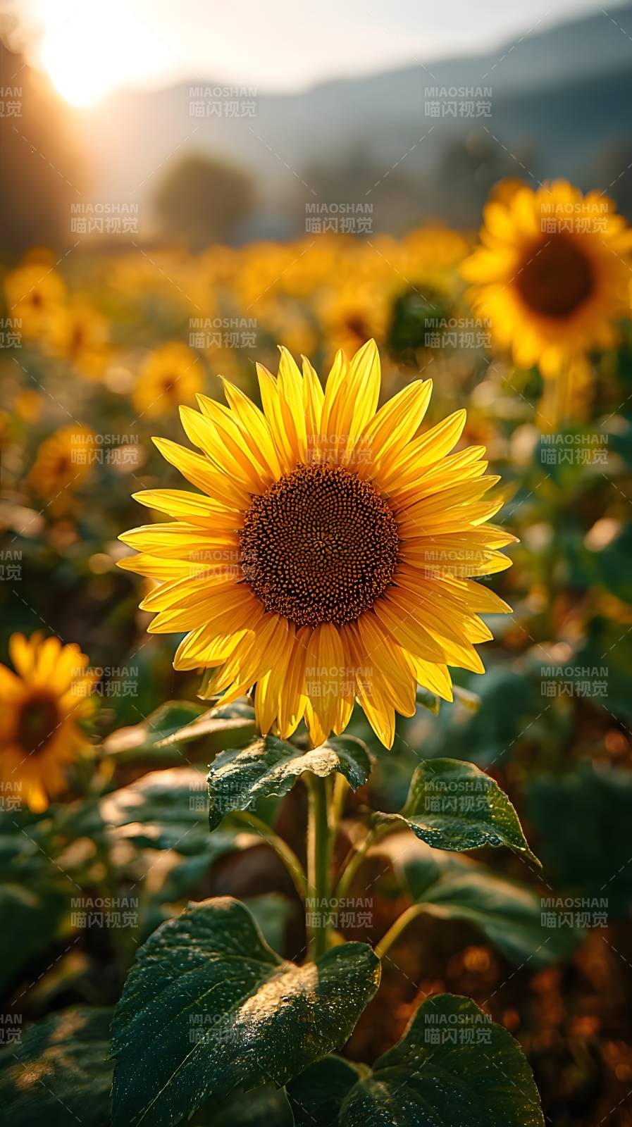 向日葵花海晨光图片
