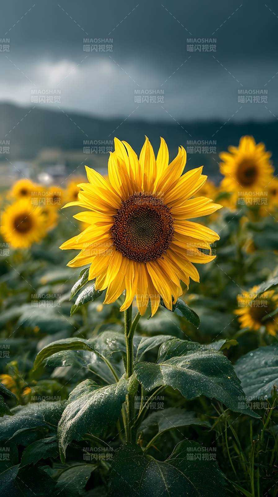 向日葵在风雨前绽放图片