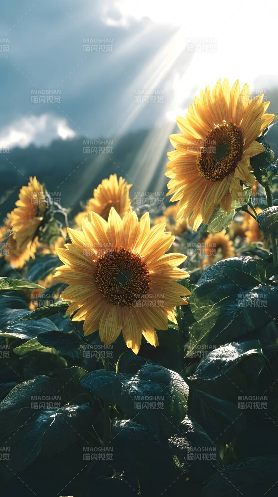 向日葵沐浴阳光图片