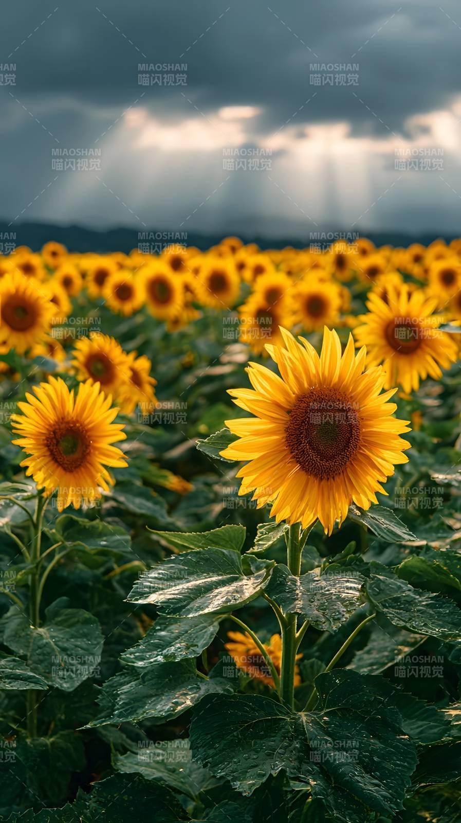 向日葵雨后初晴图片