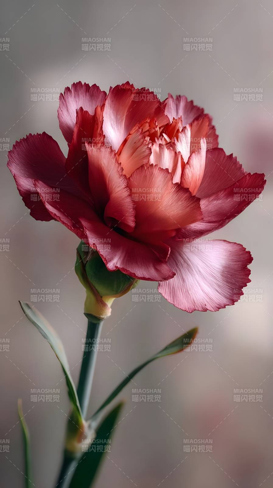 红艳康乃馨绽放图片