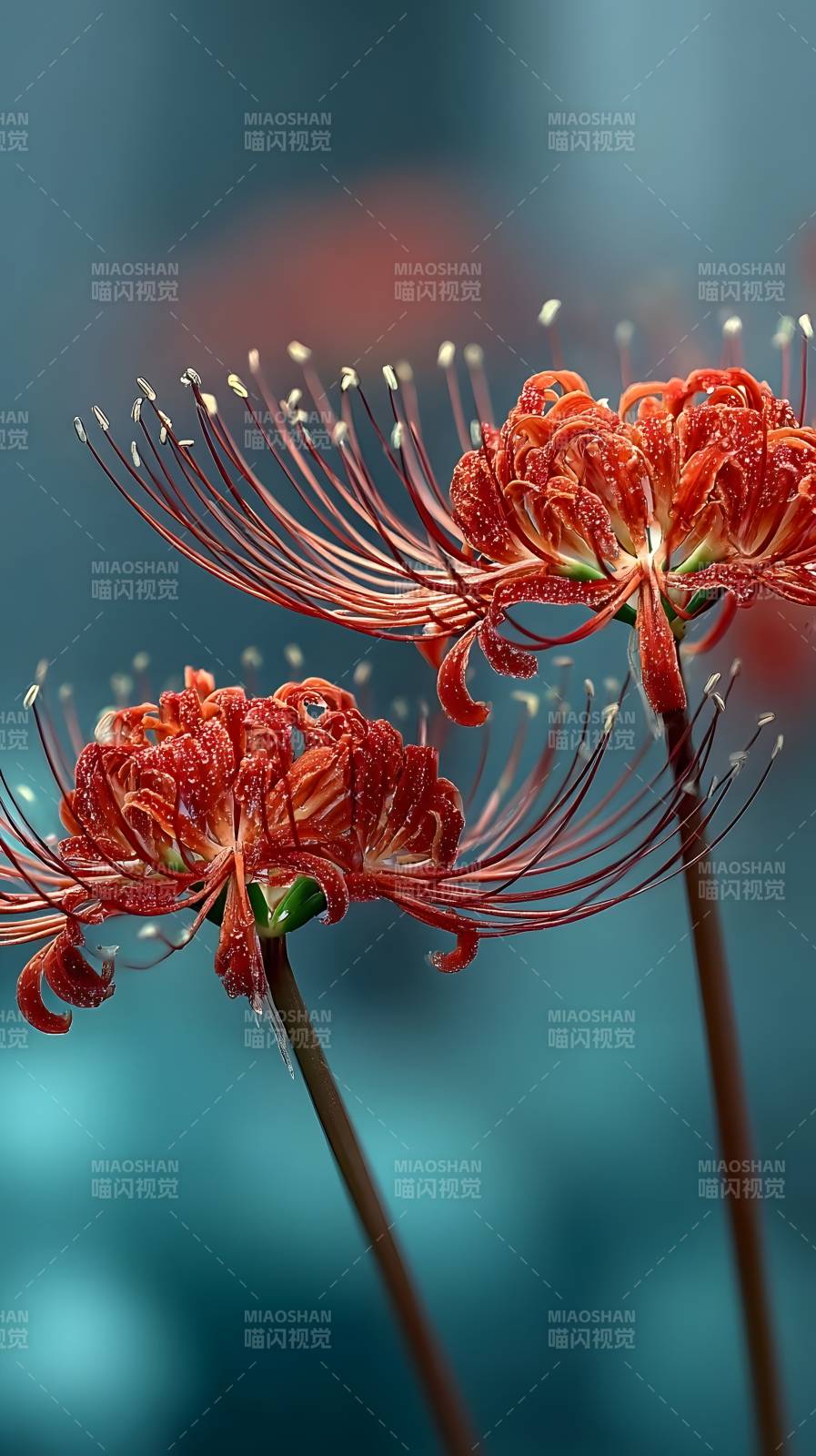 彼岸花绽放图片