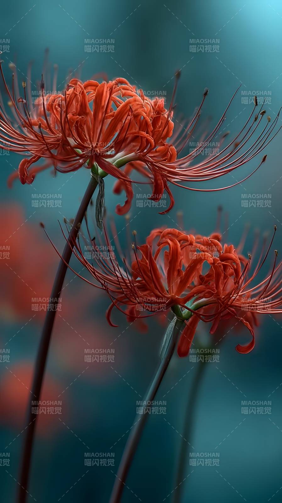 彼岸花绽放图片