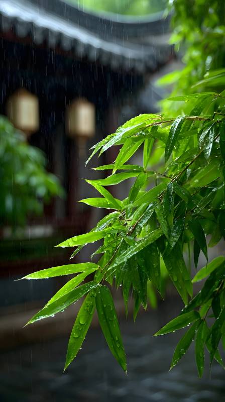雨中竹叶翠图片