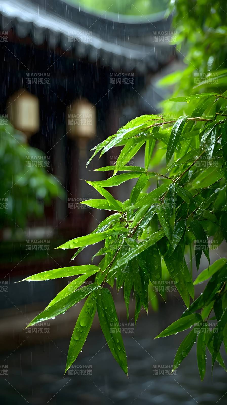 雨中竹叶翠图片