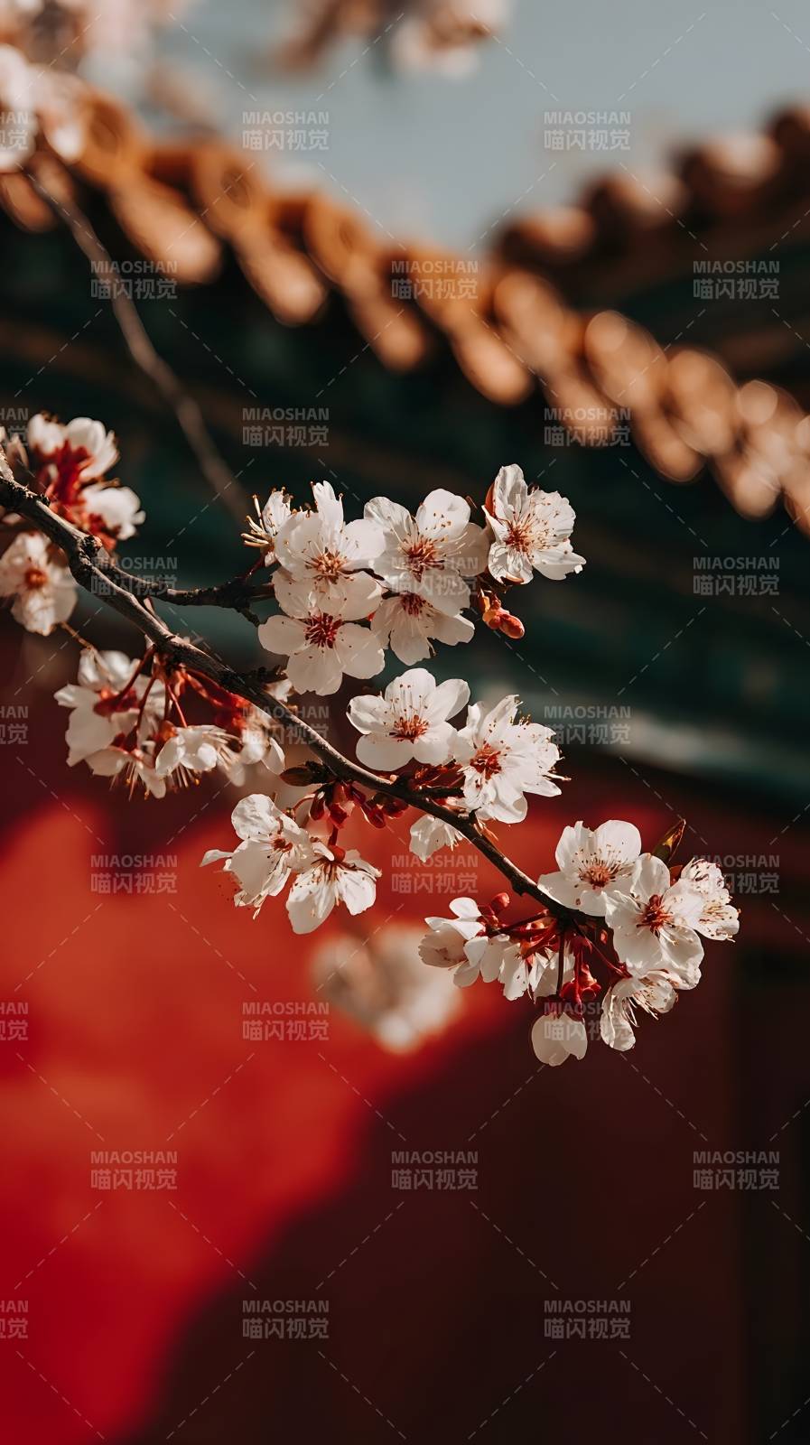 樱花绽放 春意盎然图片