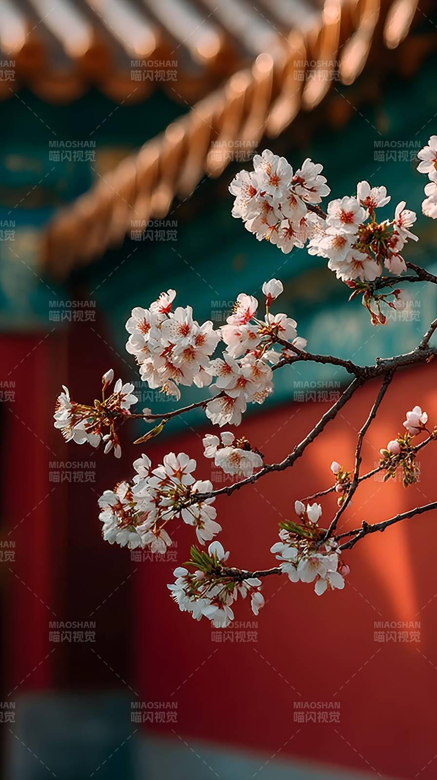 樱花映古檐图片